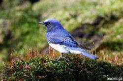 Blue-and-White Flycatcher