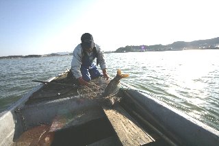 表紙写真：最盛期を迎えた湖山池のコイ・フナ漁