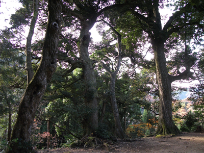 犬山神社社叢の椎の原生林