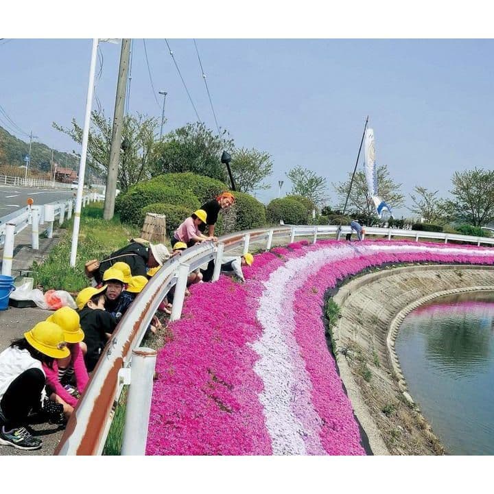 ため池周りの花を整備