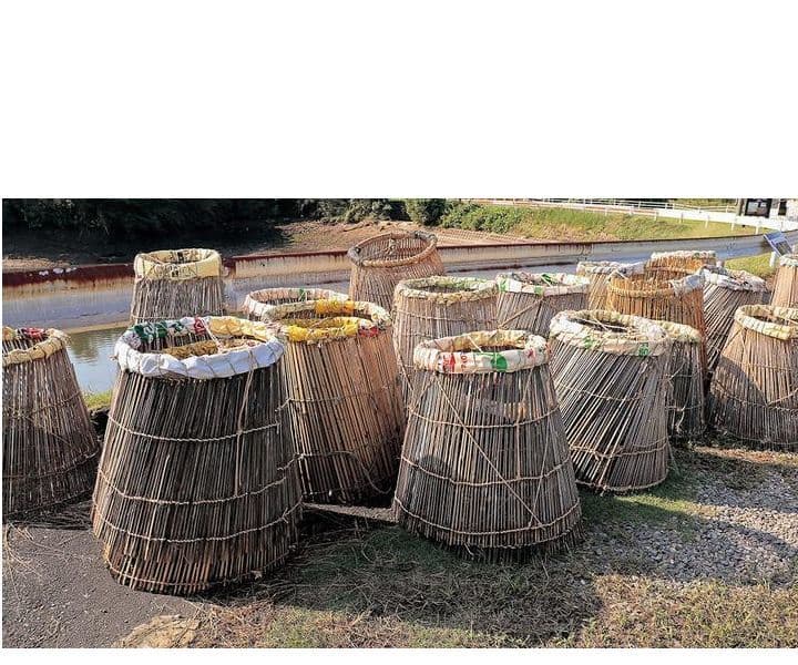 たくさんの大きなうぐい