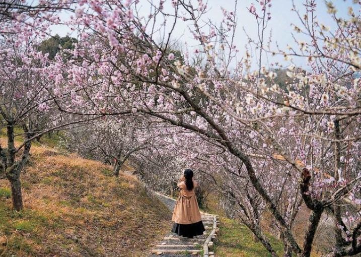 満開の梅を写す女性