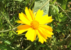 オオキンケイギク