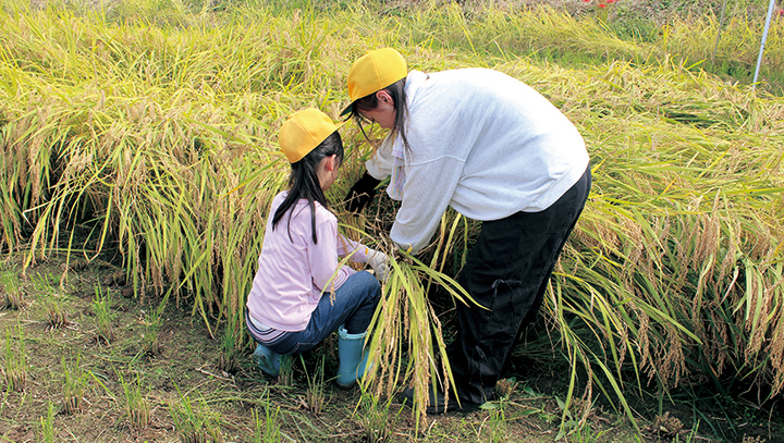 西郷小学校 全校稲刈り体験学習の様子