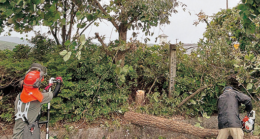 しかの学校応援団 樹木を剪定する様子