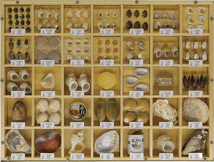 「スーパー貝図鑑 （スーパーで売られ髙木家に食べられた貝たち）」 SHIGEZOU(しげぞう)　※高ははしご高