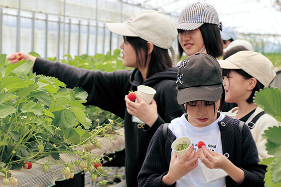 子どもいちごウォーキング いちご狩りをしている小学生