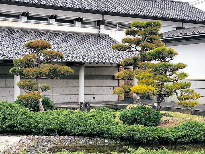 因幡万葉歴史館 庭木