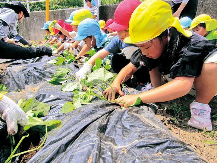 さつまいも植え