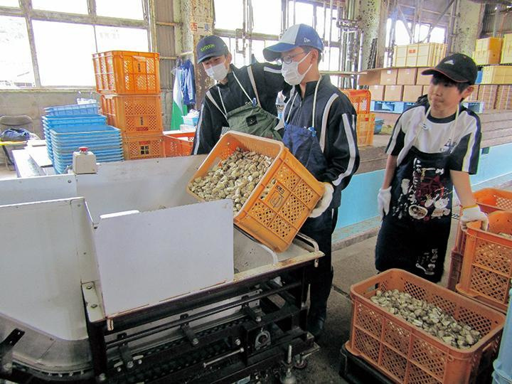 らっきょうを選果している様子