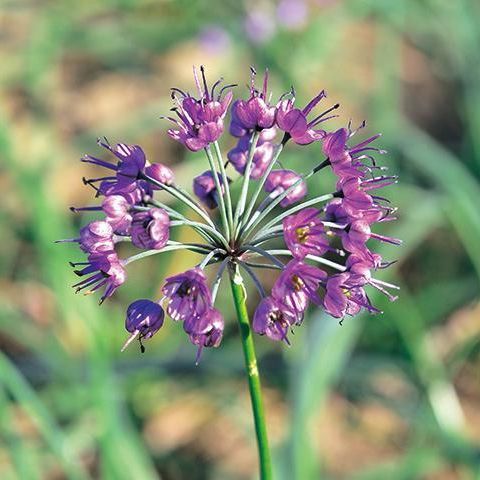らっきょうの花