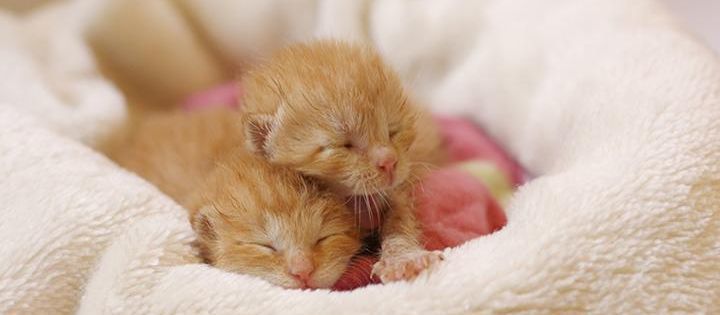 生活安全課のクラファン