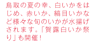 鳥取の夏の幸、白いかをはじめ、赤いか、縞目いかなど様々な旬のいかが水揚げされます。「賀露白いか祭り」も開催！
