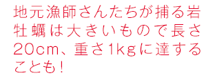地元漁師さんたちが捕る岩牡蠣は大きいもので長さ20cm、重さ1kgに達することも！