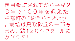 商用栽培されてから平成２６年で１００年を迎え、福部町の“砂丘らっきょう”。栽培は鳥取砂丘の一部も含め、約１２０ヘクタールに及びます！