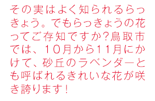 その実はよく知られるらっきょう。でもらっきょうの花ってご存知ですか？鳥取市では、１０月から１１月かけて、砂丘のラベンダーとも呼ばれるきれいな花が咲き誇ります！