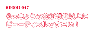 らっきょうの花が想像以上にビューティフルですごい！