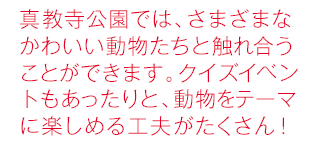 真教寺公園では、さまざまなかわいい動物たちと触れ合うことができます。クイズイベントもあったりと、動物をテーマに楽しめる工夫がたくさん！