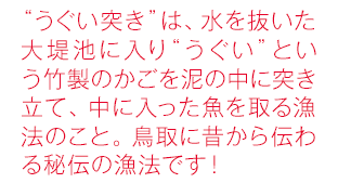 “うぐい突き”は、水を抜いた大堤池に入り“うぐい”という竹製のかごを泥の中に突き立て、中に入った魚を取る漁法のこと。鳥取に昔から伝わる秘伝の漁法です！