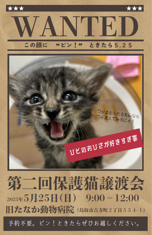 保護猫譲渡会 ～第二回　この顔にピン！ときたら編～の画像1
