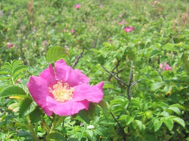 ハマナス自生南限地帯