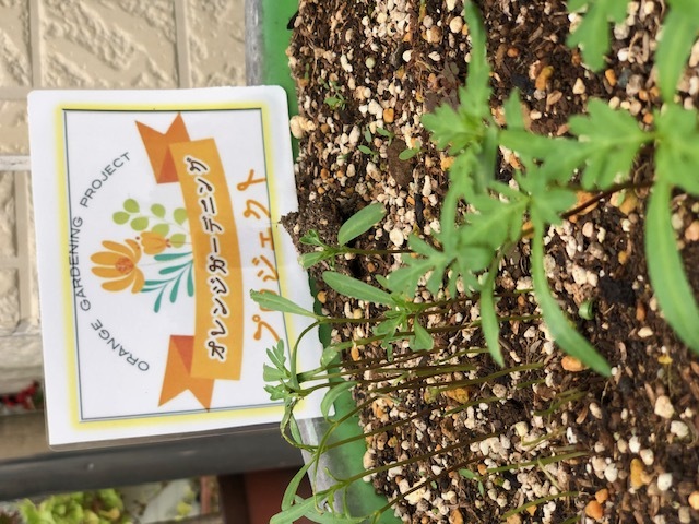 orangegardening2023_6