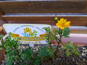 orangegardening2023_8