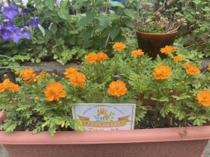 orangegardening2023_9