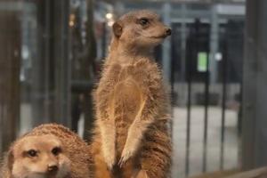 みーあきゃっとさん