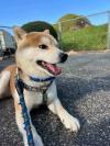くじらが斜めを向いている写真