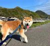 くじらが舌を出してこちらを向いている写真
