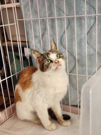 さくらが右斜め上を向いて座っている写真