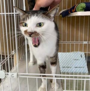 つぶが口を開けている写真