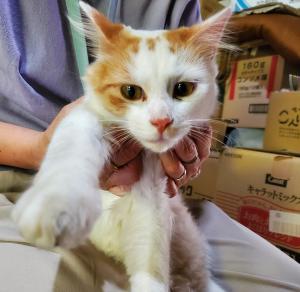 白茶猫が持たれている写真