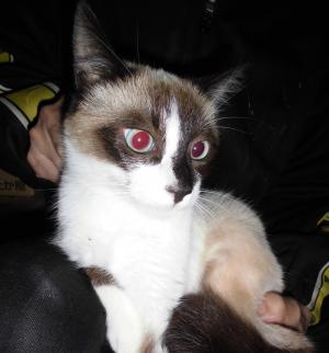 シャム系猫が抱っこされている写真