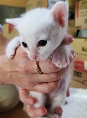 白い子猫の写真
