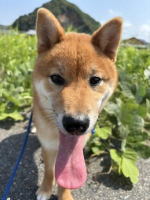 かんべえの写真