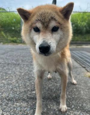 ひみこの写真