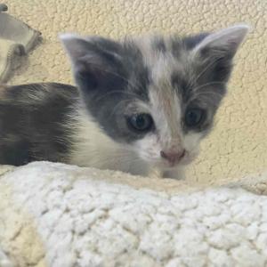 三毛の子猫の写真