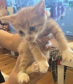 茶トラの子猫