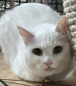 ダイアナの写真