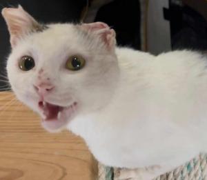 いっきゅうの写真
