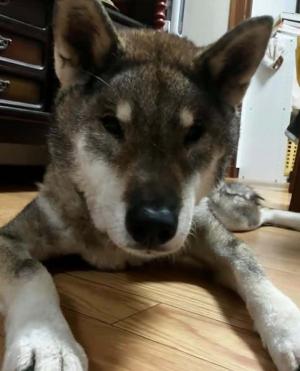 たかの写真