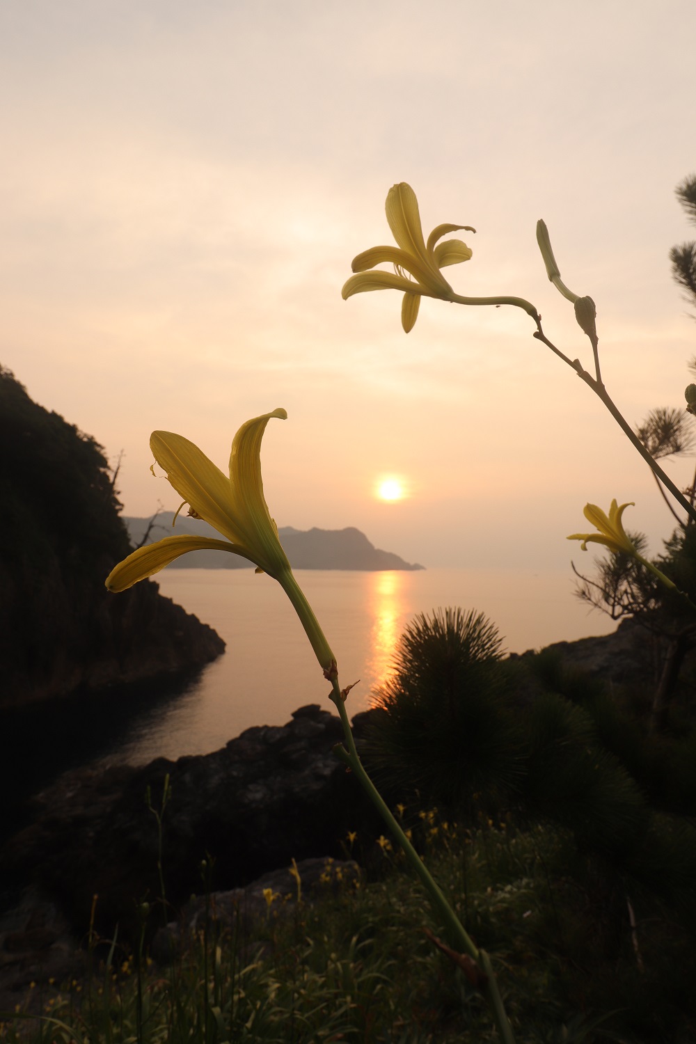 岡見のユウスゲの画像