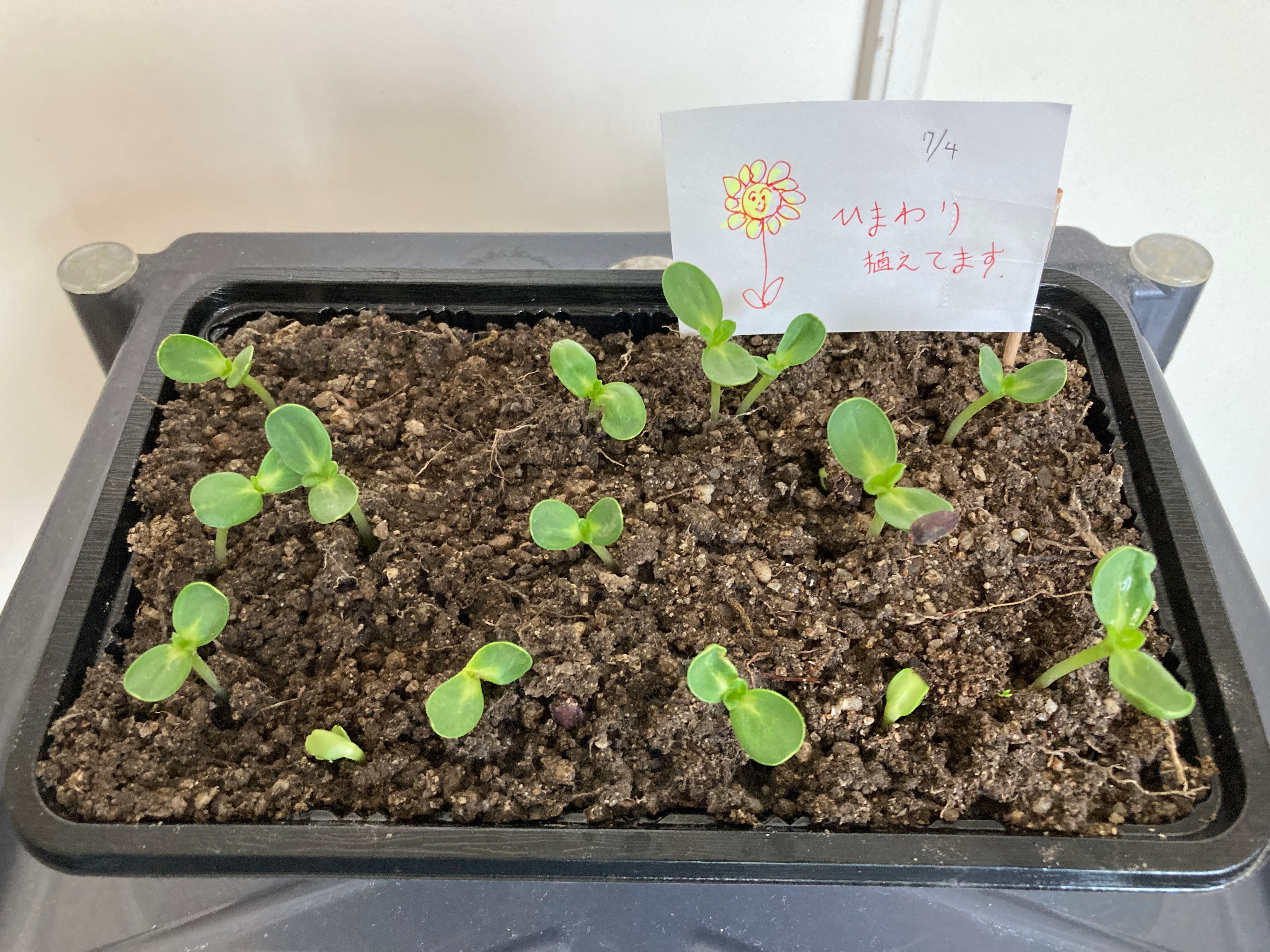 オレンジガーデニングプロジェクト2022の画像1