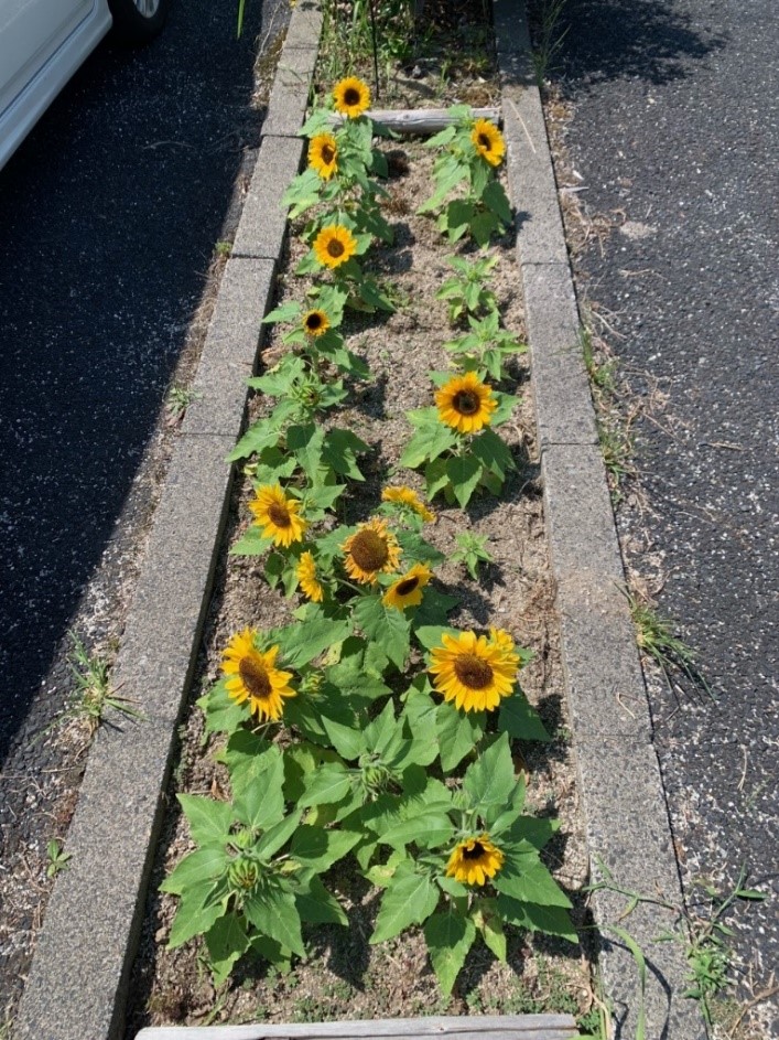 オレンジガーデニングプロジェクト2022の画像2