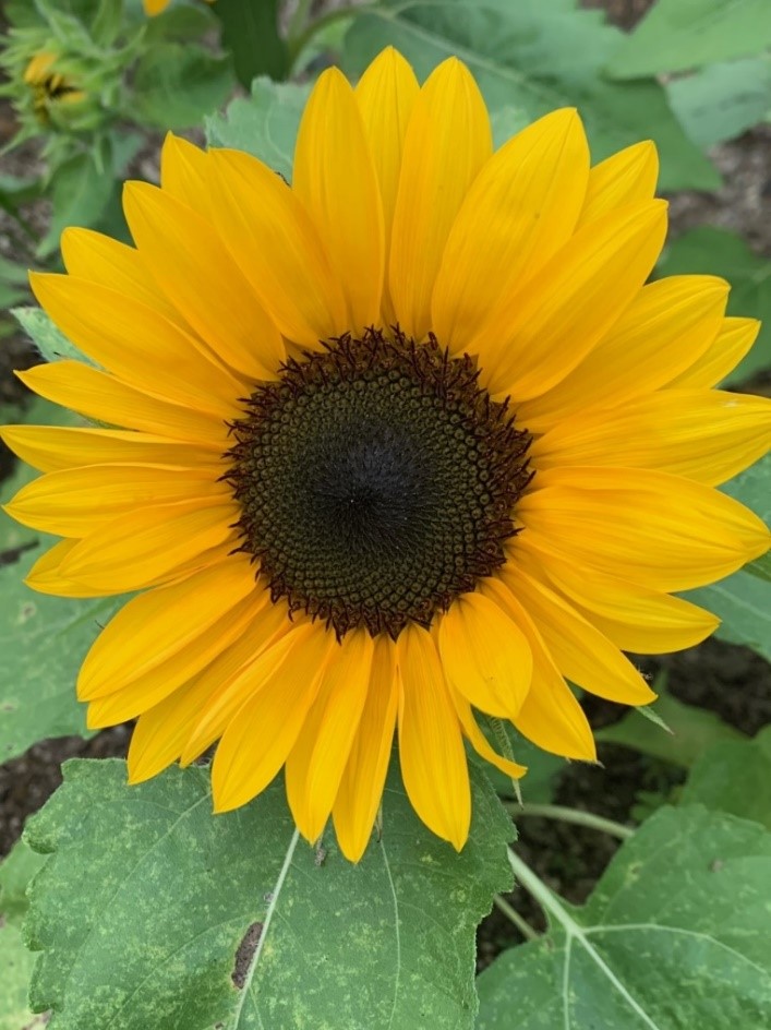 オレンジガーデニングプロジェクト2022の画像3