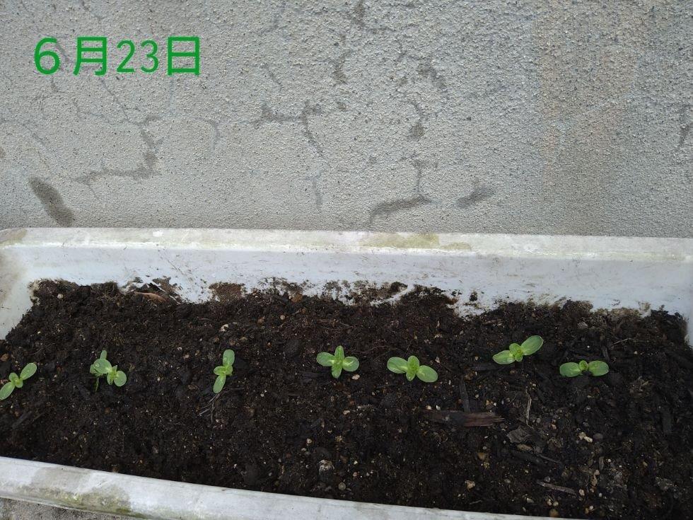 オレンジガーデニングプロジェクト2022の画像4