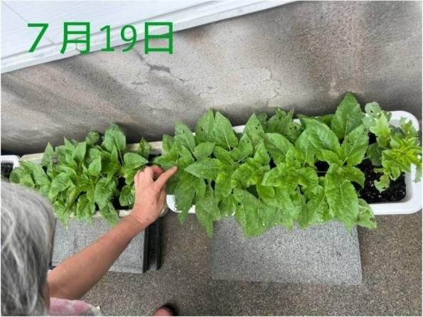 オレンジガーデニングプロジェクト2022の画像5