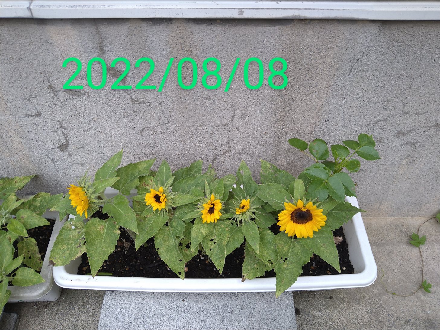 オレンジガーデニングプロジェクト2022の画像6